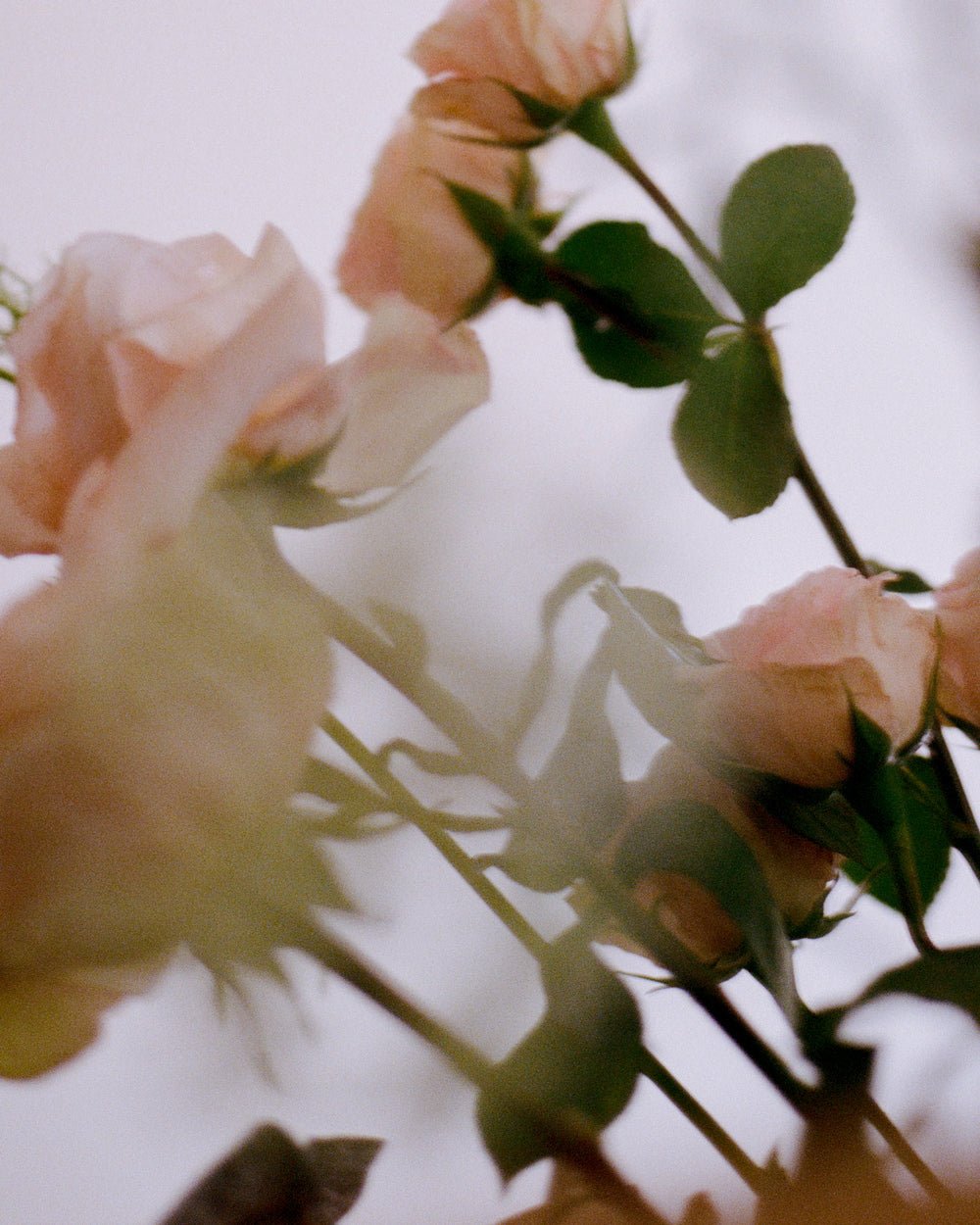 CANDLES N˚07 Rosewood Candle | Bruised Rose & Sandalwood LAVUNE